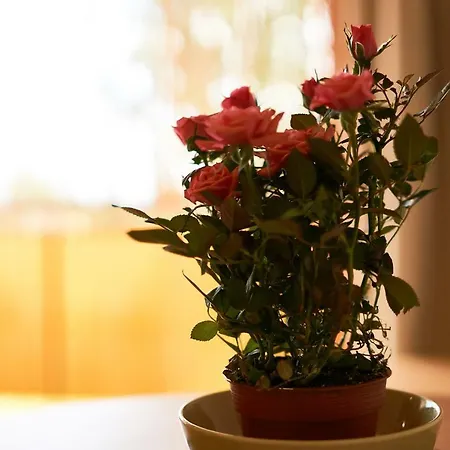 Seeyou Апартаменты